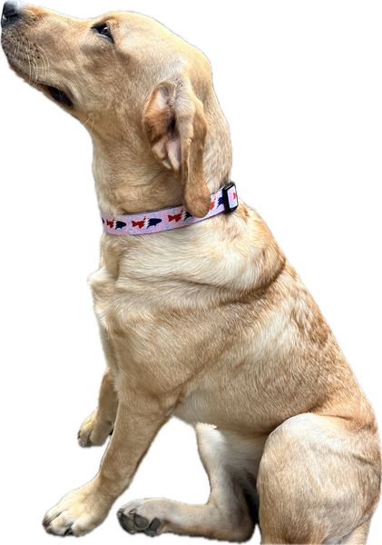 Pesca Dog Collar